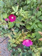 Callirhoe involucrata