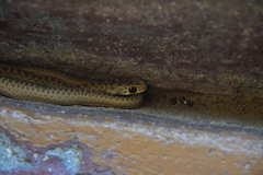 Malpolon monspessulanus