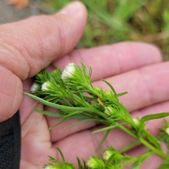 Symphyotrichum ciliatum