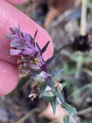 Odontites vulgaris