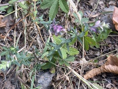 Odontites vulgaris