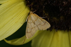 Helvibotys helvialis