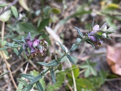 Odontites vulgaris
