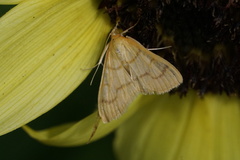 Helvibotys helvialis