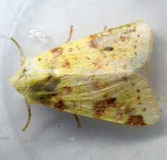 Xanthia icteritia