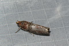 Sciota vetustella