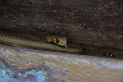 Malpolon monspessulanus