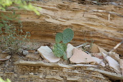 Opuntia chlorotica