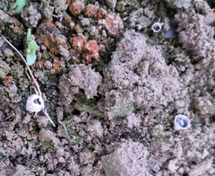 Nidulariaceae