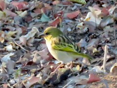 Ploceus cucullatus nigriceps