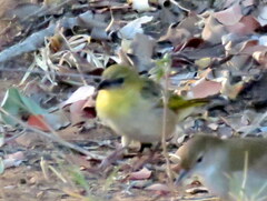 Ploceus cucullatus nigriceps