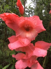 Gladiolus × hortulanus