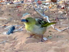 Ploceus cucullatus nigriceps