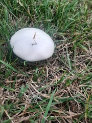 Agaricus campestris
