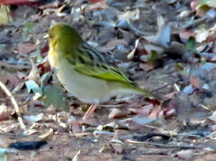 Ploceus cucullatus nigriceps