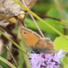Coenonympha pamphilus