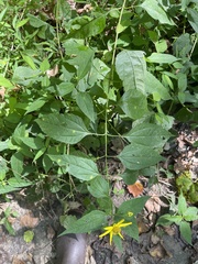 Helianthus decapetalus