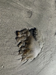 Chrysaora fuscescens