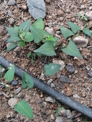 Fallopia convolvulus