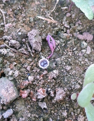 Nidulariaceae