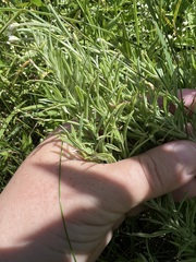 Epilobium leptophyllum