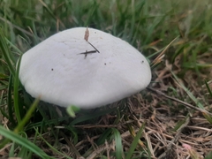 Agaricus campestris
