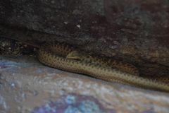 Malpolon monspessulanus