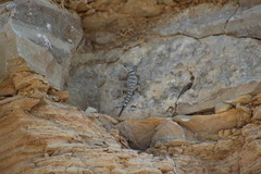 Sceloporus poinsettii