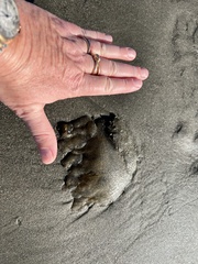 Chrysaora fuscescens