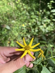 Helianthus decapetalus