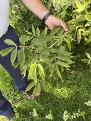 Sambucus racemosa