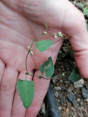 Fallopia convolvulus