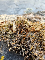 Grimmia