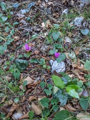 Cyclamen purpurascens