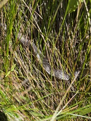 Serpentes