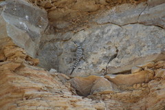 Sceloporus poinsettii