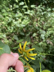 Helianthus decapetalus