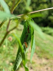 Aphidomorpha