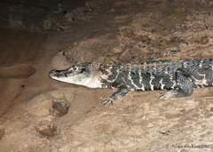 Melanosuchus niger