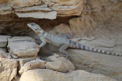 Sceloporus poinsettii