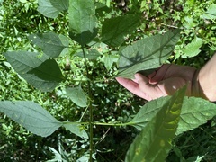 Helianthus decapetalus