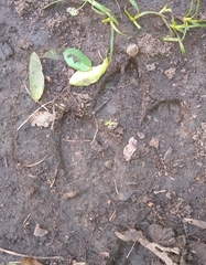 Hydrochoerus hydrochaeris