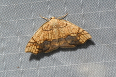 Nematocampa resistaria