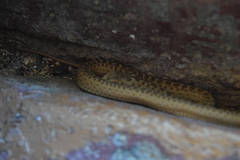 Malpolon monspessulanus