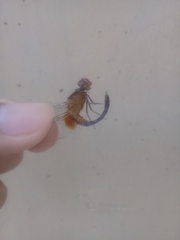 Erythrodiplax clitella