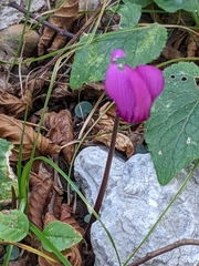 Cyclamen purpurascens