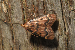Aglossa disciferalis