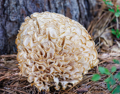 Sparassis spathulata