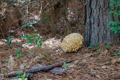 Sparassis spathulata