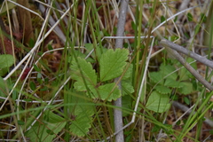 Rubus arcticus